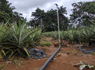 Piantagioni di ananas per combattere l’emigrazione illegale