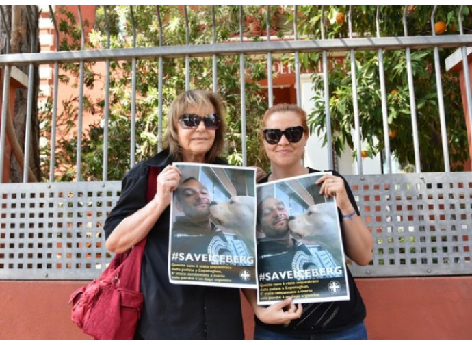 La campagna per salvare il cane Iceberg La campagna per salvare il cane Iceberg