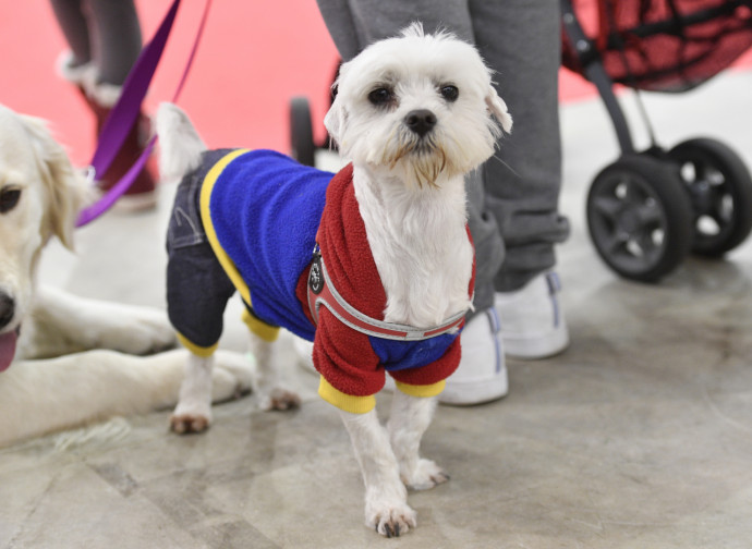 Foto LaPresse, 19/03/2017