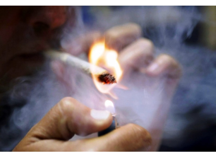 Cannabis Cannabis
