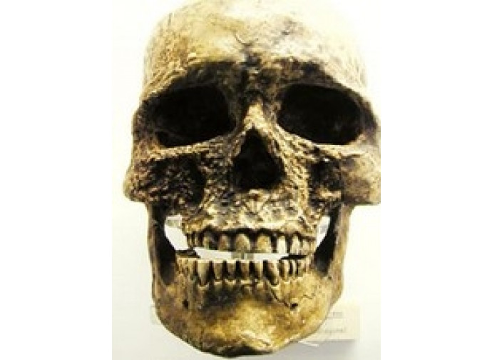 Cranio di uomo di Cro-Magnon Cranio di uomo di Cro-Magnon