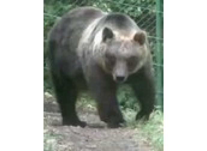 Orsa Daniza Orsa Daniza