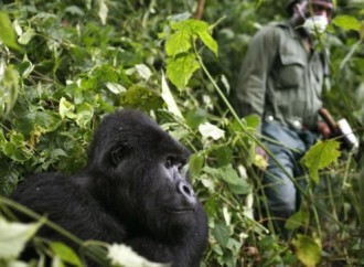 La pandemia minaccia la fauna selvatica africana