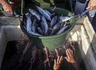 La richiesta di mangimi a base di pesce priva 33 milioni di africani dei mezzi di sussistenza