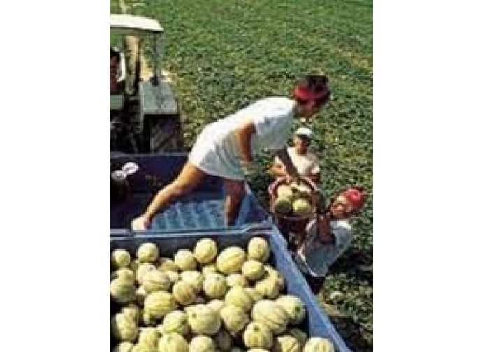 agricoltura agricoltura