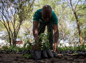 Ghana, 5 milioni di alberi piantati in un giorno