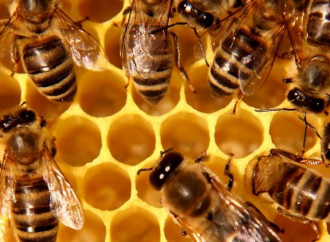 Gli apicultori sperano in Sant'Ambrogio