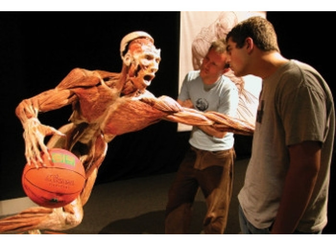 Body Worlds Body Worlds