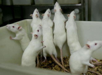 Esperimento su topi: figli biologici da coppie omosex