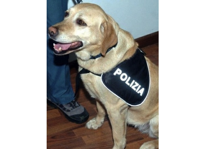 Un cane "poliziotto" Un cane "poliziotto"