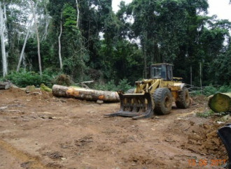 Camerun, la deforestazione all’origine di un disastro ecologico incombente