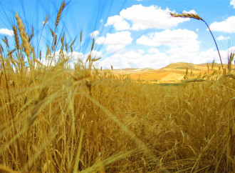 Lo studio e il colore dei campi di grano