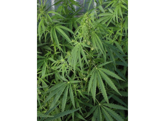 Dalla pizza alla marijuana: che futuro stupefacente