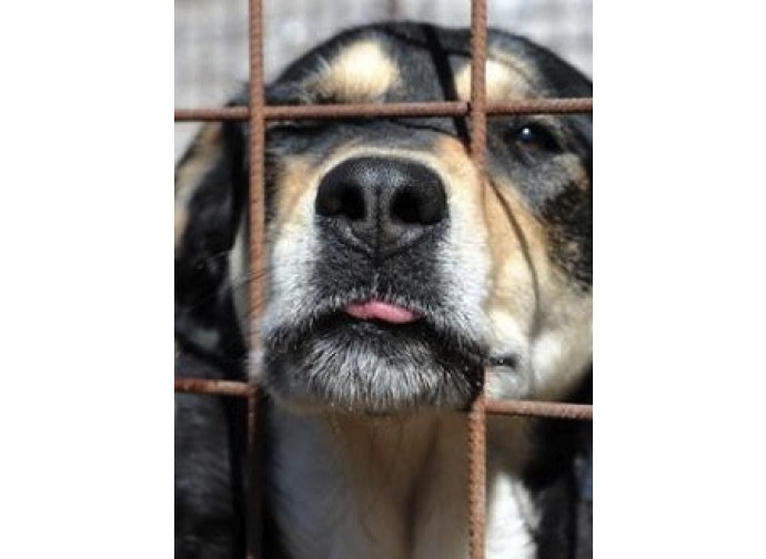 Cane nella gabbia di un canile Cane nella gabbia di un canile