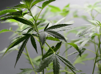 “Cannabis, la sentenza creerà zone franche per la droga”