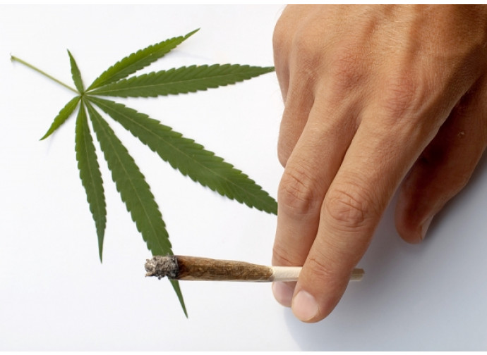 Cannabis Cannabis