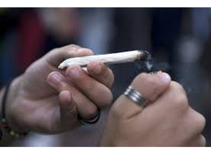 Cannabis Cannabis