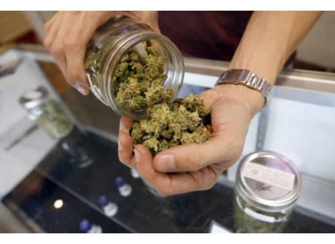 Cannabis Cannabis
