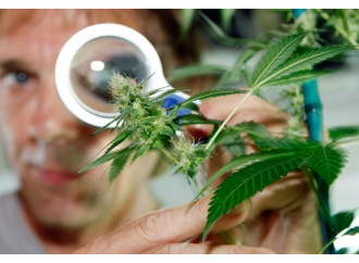 Cannabis terapeutica, poche certezze molti rischi