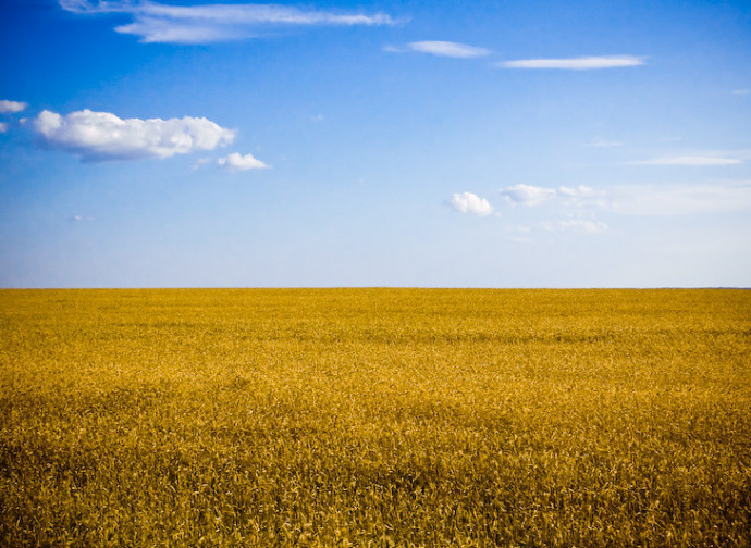 Grano ucraino