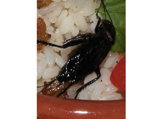 C'è una cavalletta nel piatto. Il futuro è negli insetti?