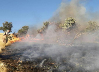 Cambiamenti climatici e sanzioni tra i fattori che minacciano le foreste in Iran?