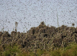 Nuovi sciami di locuste devastano l’Africa orientale
