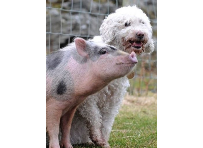 Cani e maiali sono considerati animali impuri dai musulmani Cani e maiali sono considerati animali impuri dai musulmani