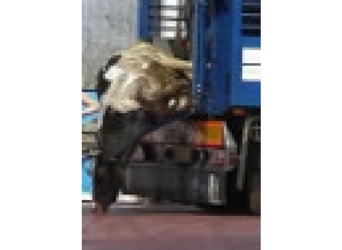 Mucca al macello Mucca al macello