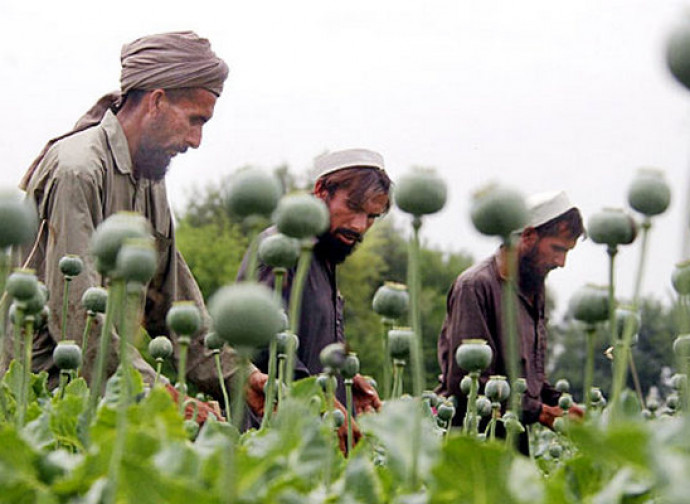 Afghanistan, produzione record di oppio Afghanistan, produzione record di oppio