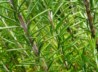 Piante officinali, la Cattolica “riscopre” la sapienza dei monaci