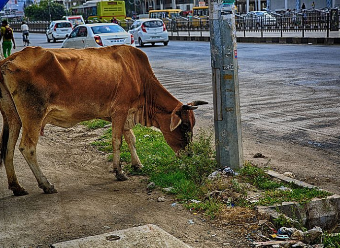 India, vacca a passeggio in città