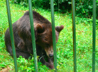 I falsi farmaci cinesi che portano all'estinzione della fauna