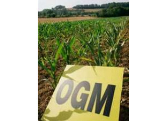 Le bufale anti-Ogm