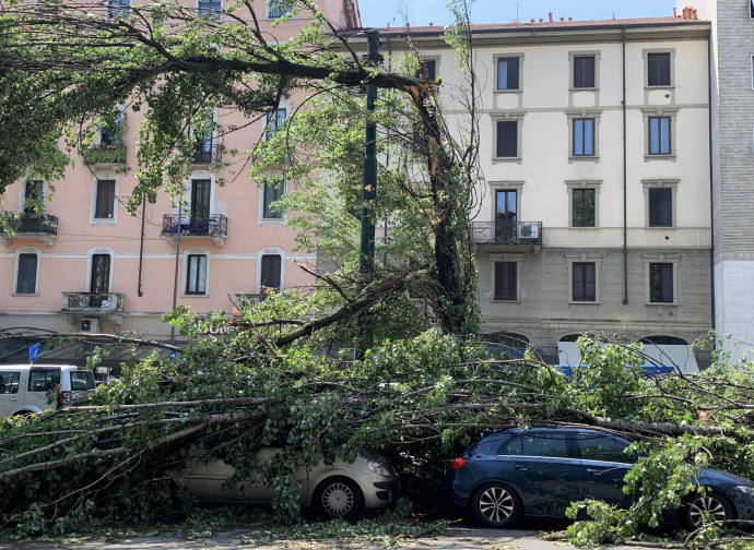 Milano, alberi abbattuti dalla tempesta del 24 luglio Milano, alberi abbattuti dalla tempesta del 24 luglio