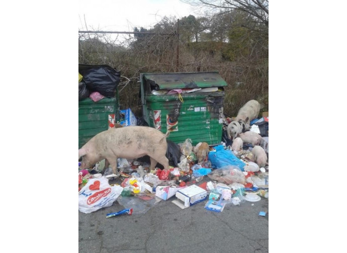 Roma, maiali nella spazzatura
