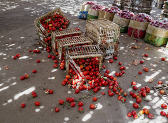 Spreco di cibo, la realtà è diversa dai falsi miti