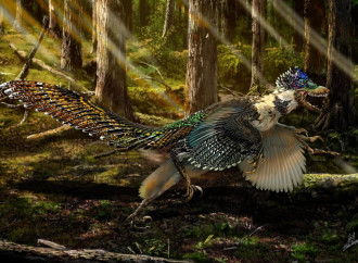 Finto fossile cinese, quando gli scienziati vogliono prendere granchi
