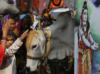 In India pene più severe per chi uccide una mucca