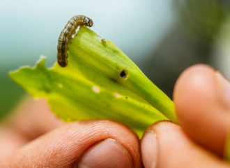 Locuste, bruchi e altri parassiti minacciano i raccolti in Africa